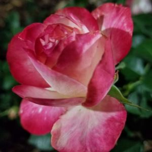 Meet your Posher, Rosalia